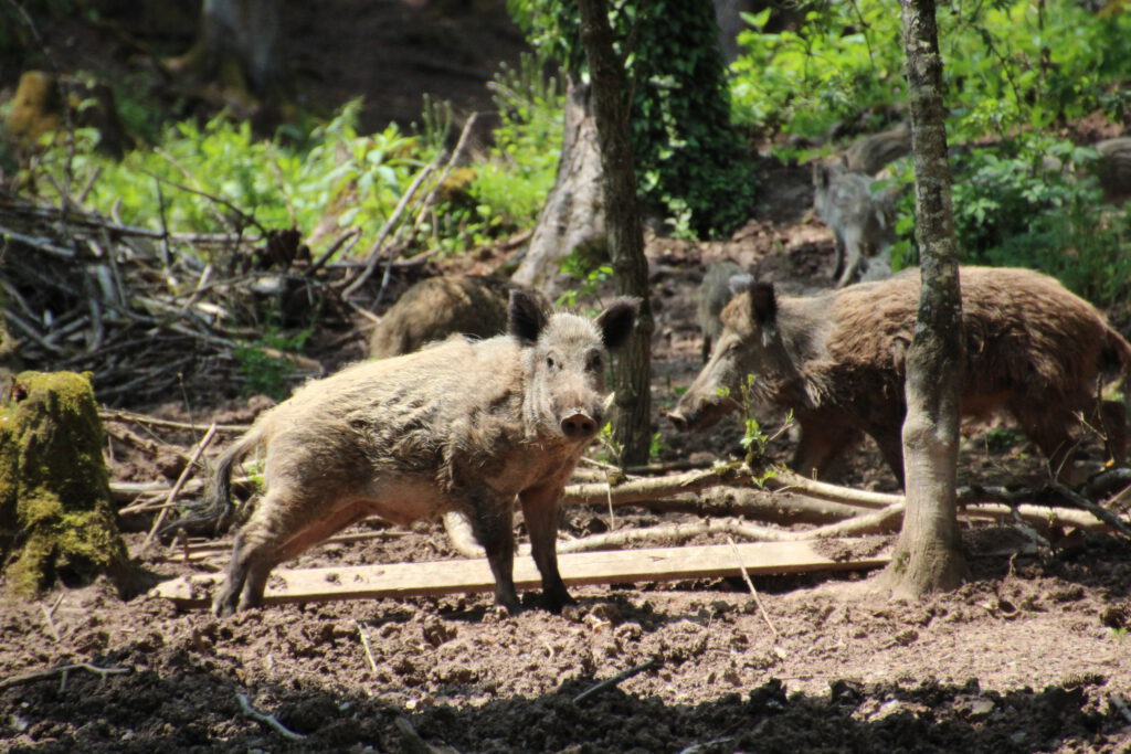 Schwarzwild in einem Gatter – zu sehen sind 3 Wildschweine