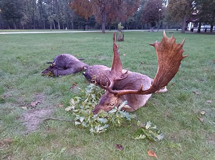 Erlegtes Damhirsch mit Kapital