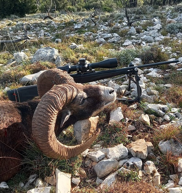 Erlegtes Muffel, daneben liegt ein Gewehr